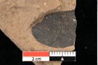 Foto (Detailansicht) von Xylomites pistaciae Ettingshausen (NHMW-GEO-2024-0188-0071c)